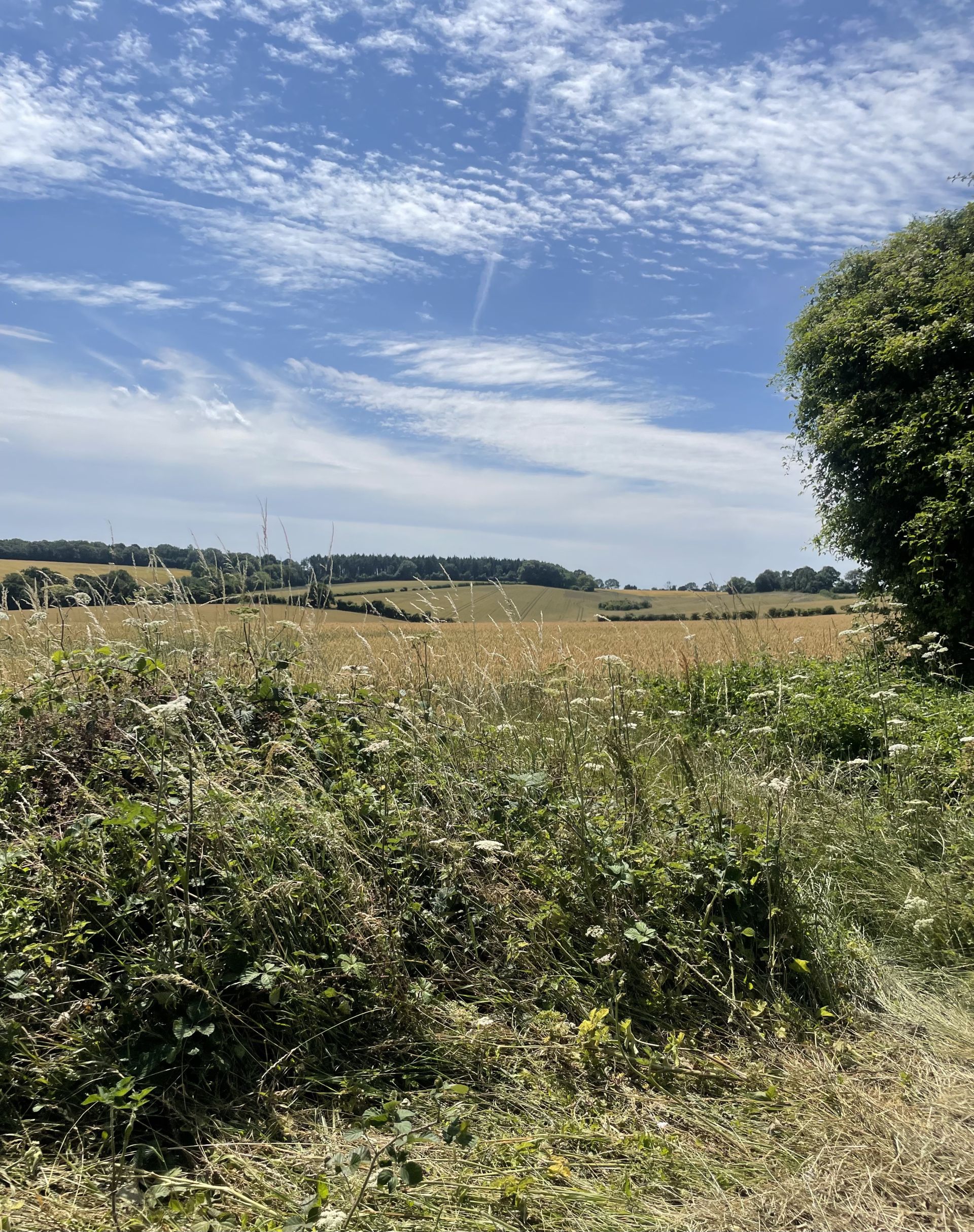 View towards Herriard