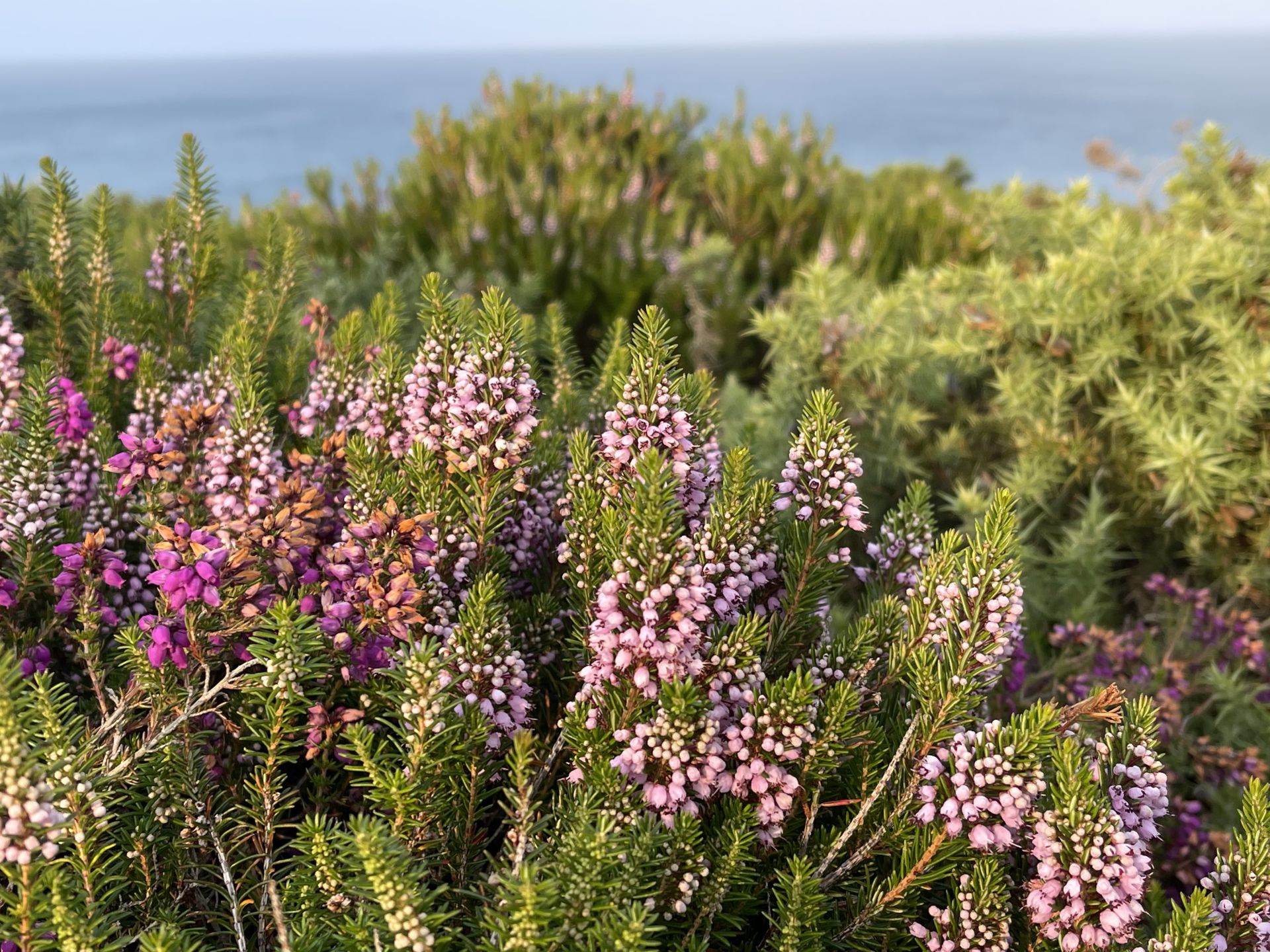 Cornish Heath