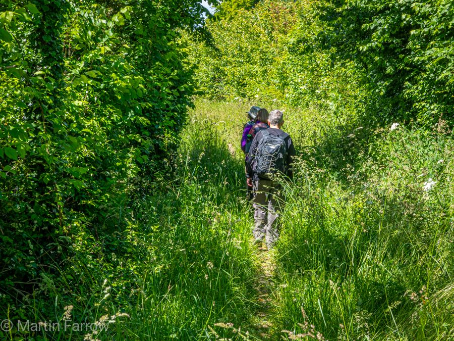 ramblers walking through verdant greenery
