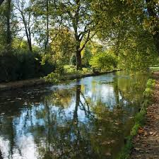 trees over water