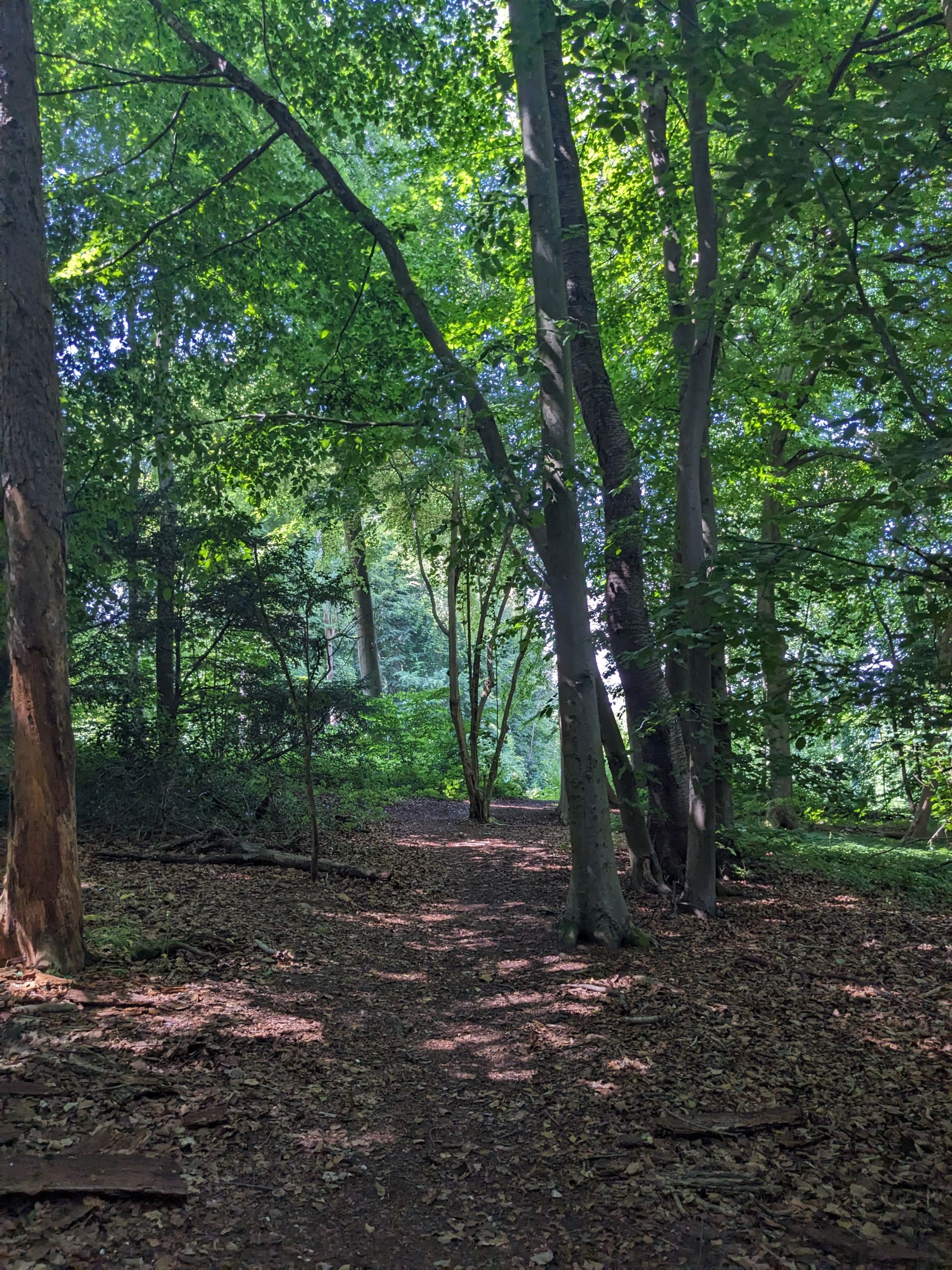 The woodland at dusk