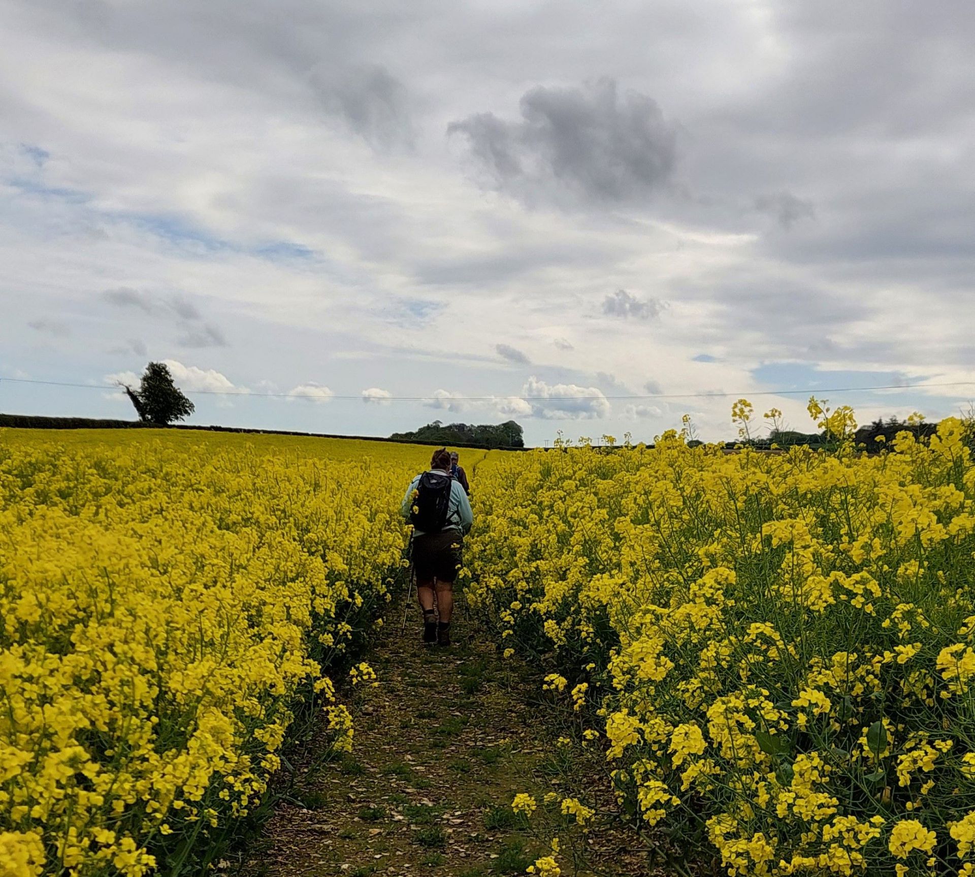 track through rapeseed field