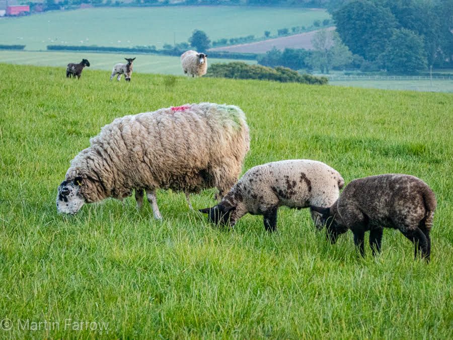 three sheep in a row grazing