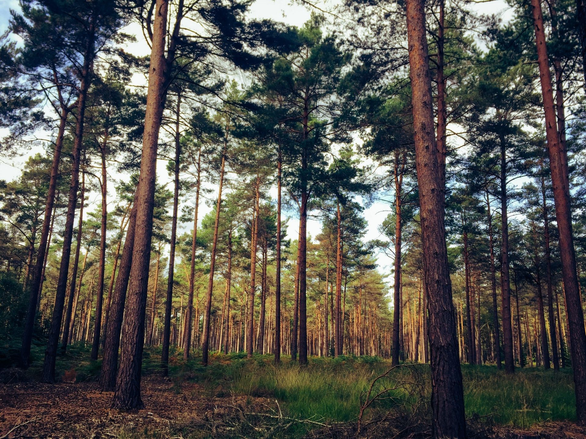 forest 