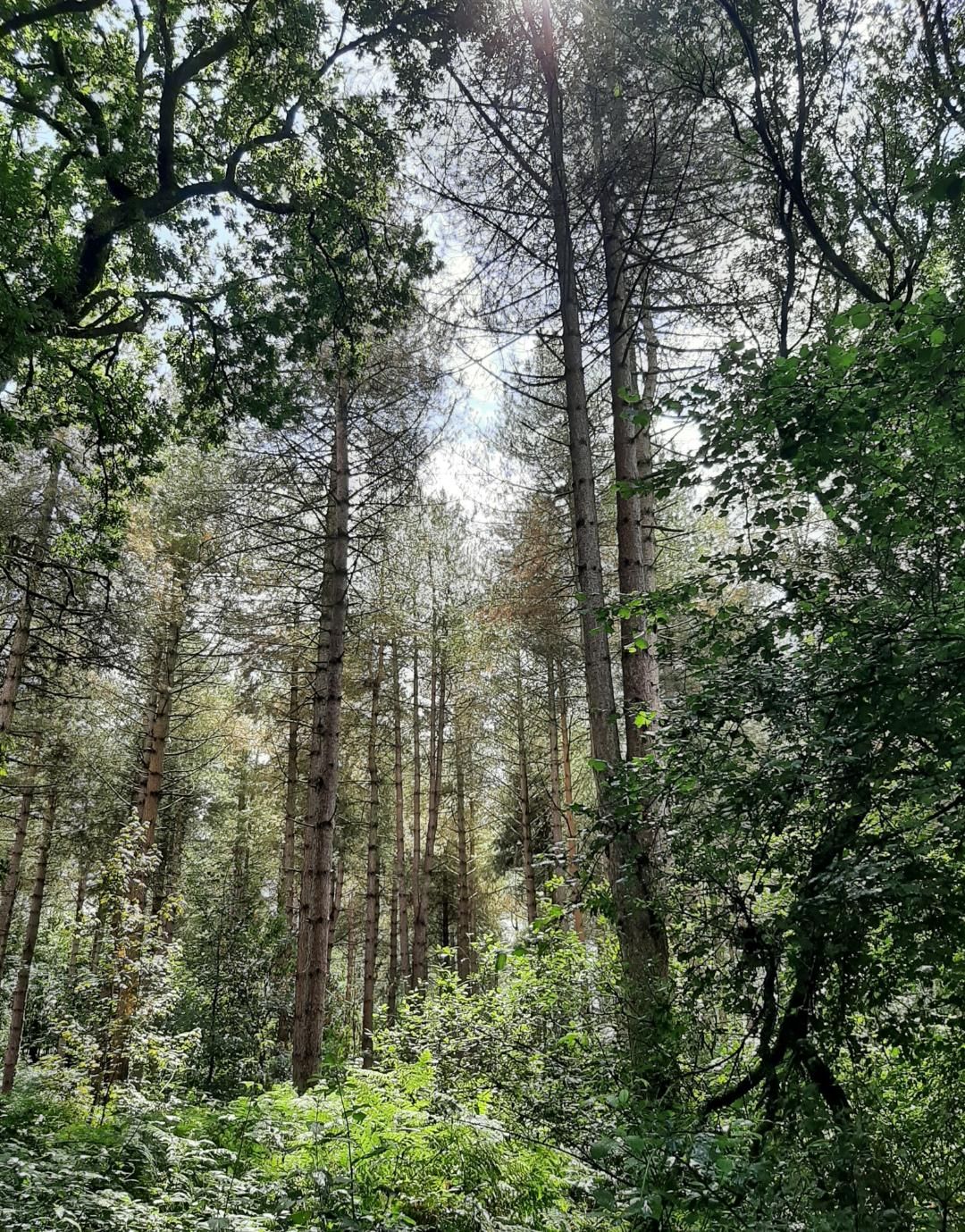 Dobsons Woods