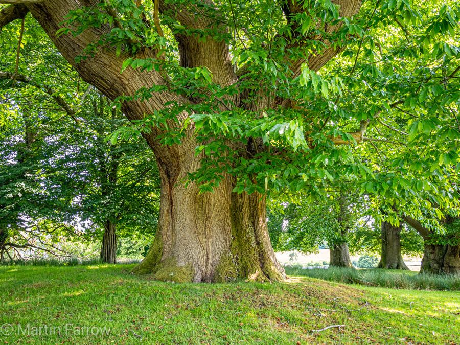 ancient oak tree