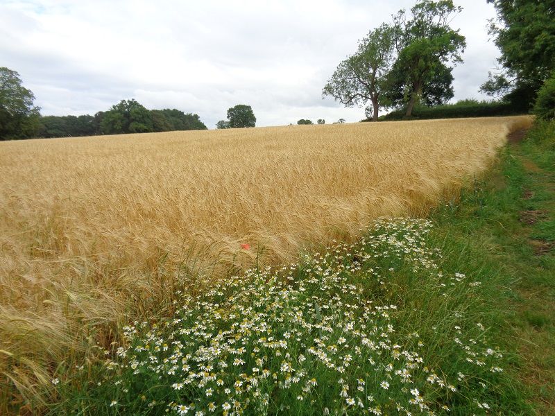 Open countryside