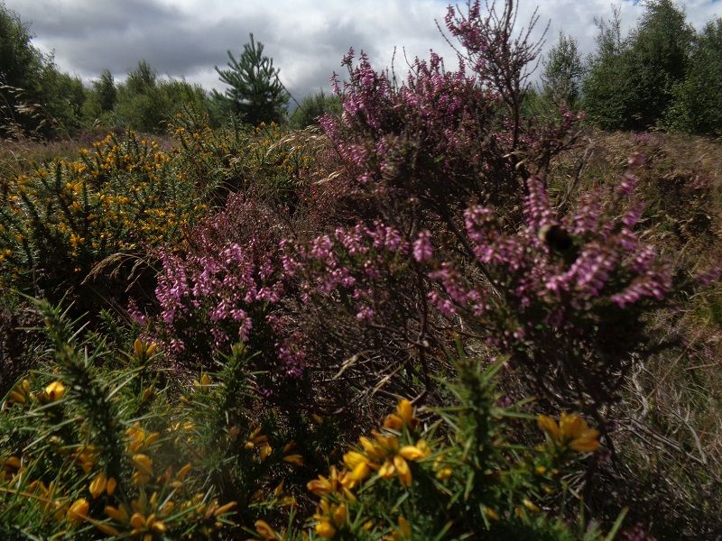 Heather and Gorse