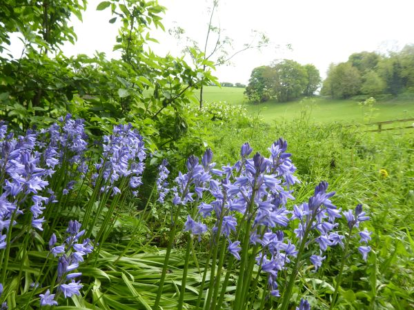 Wildflowers