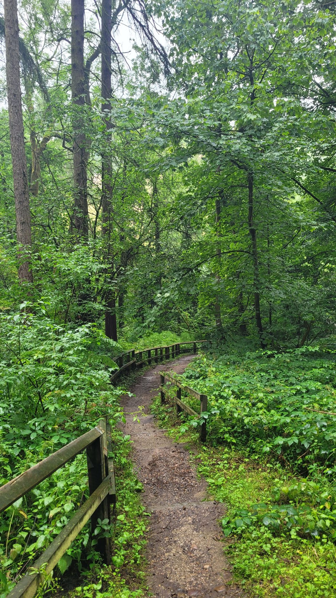 View through the woods