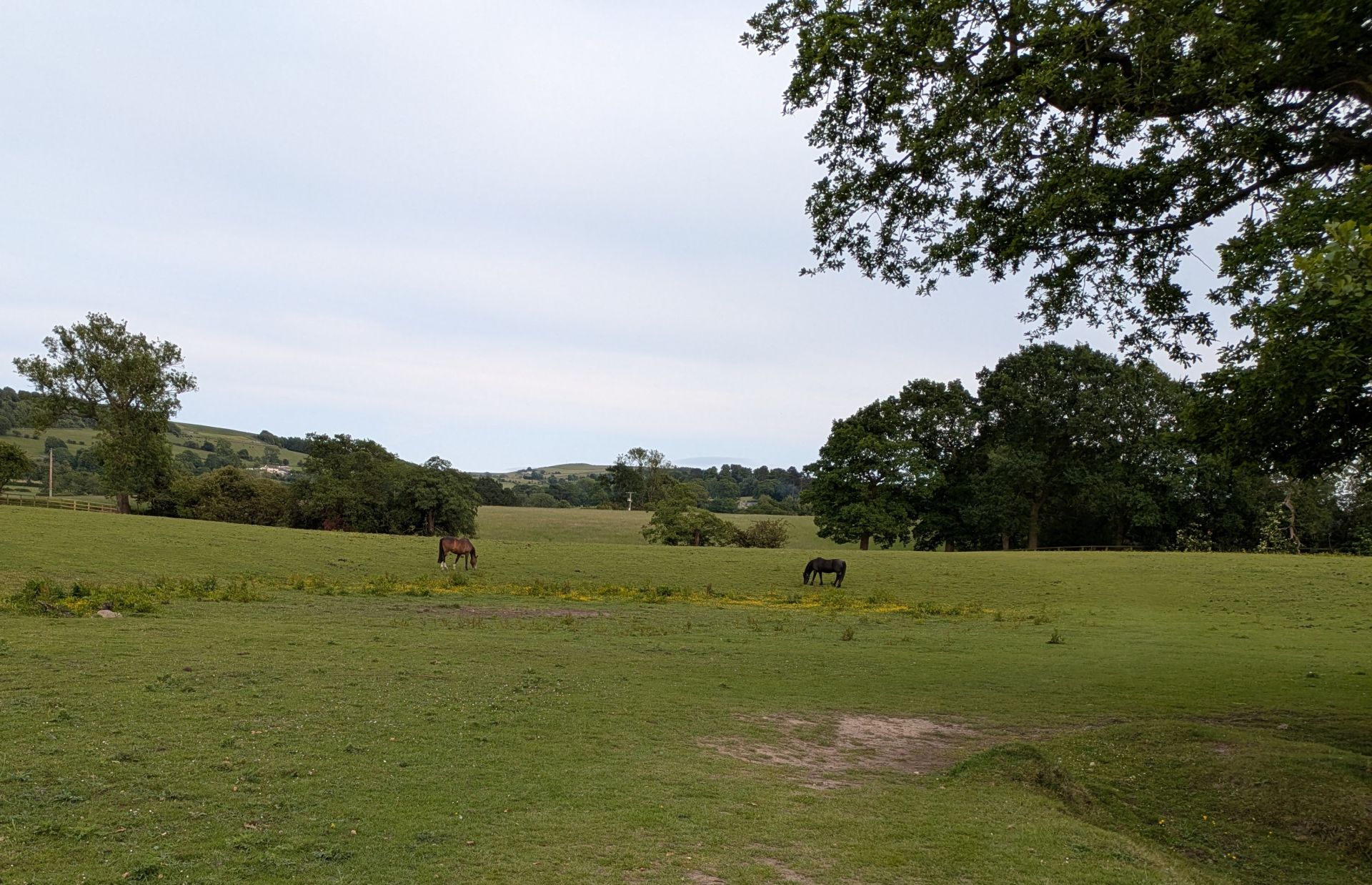 Horses in a field