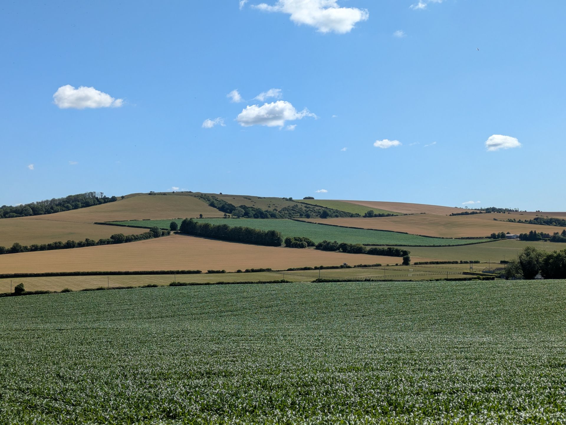 A view of Old Winchester Hill from the walk