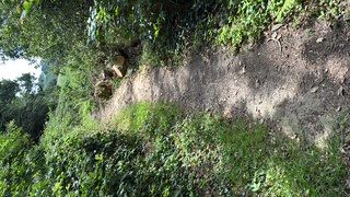 Footpath Clearance