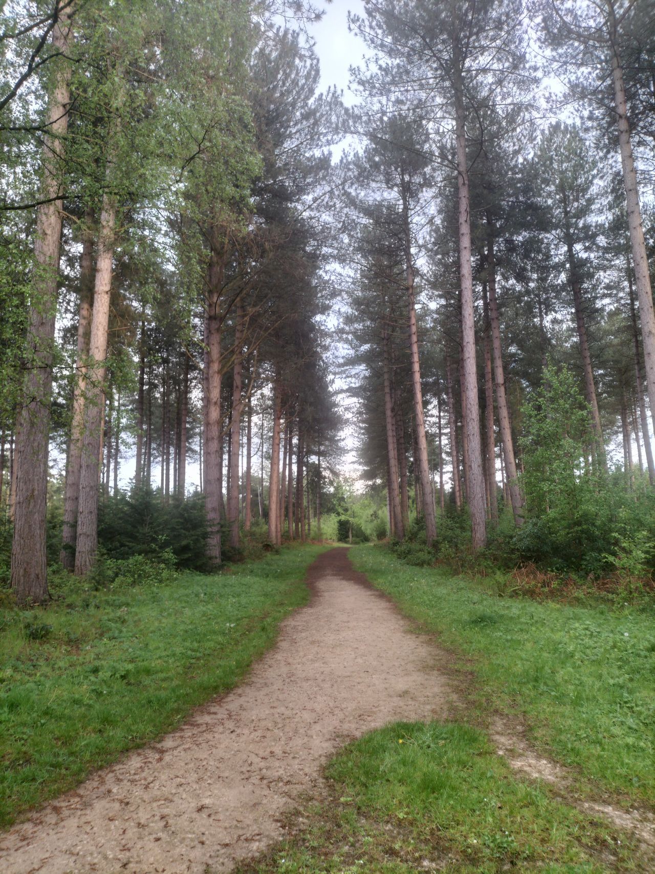 Woods
