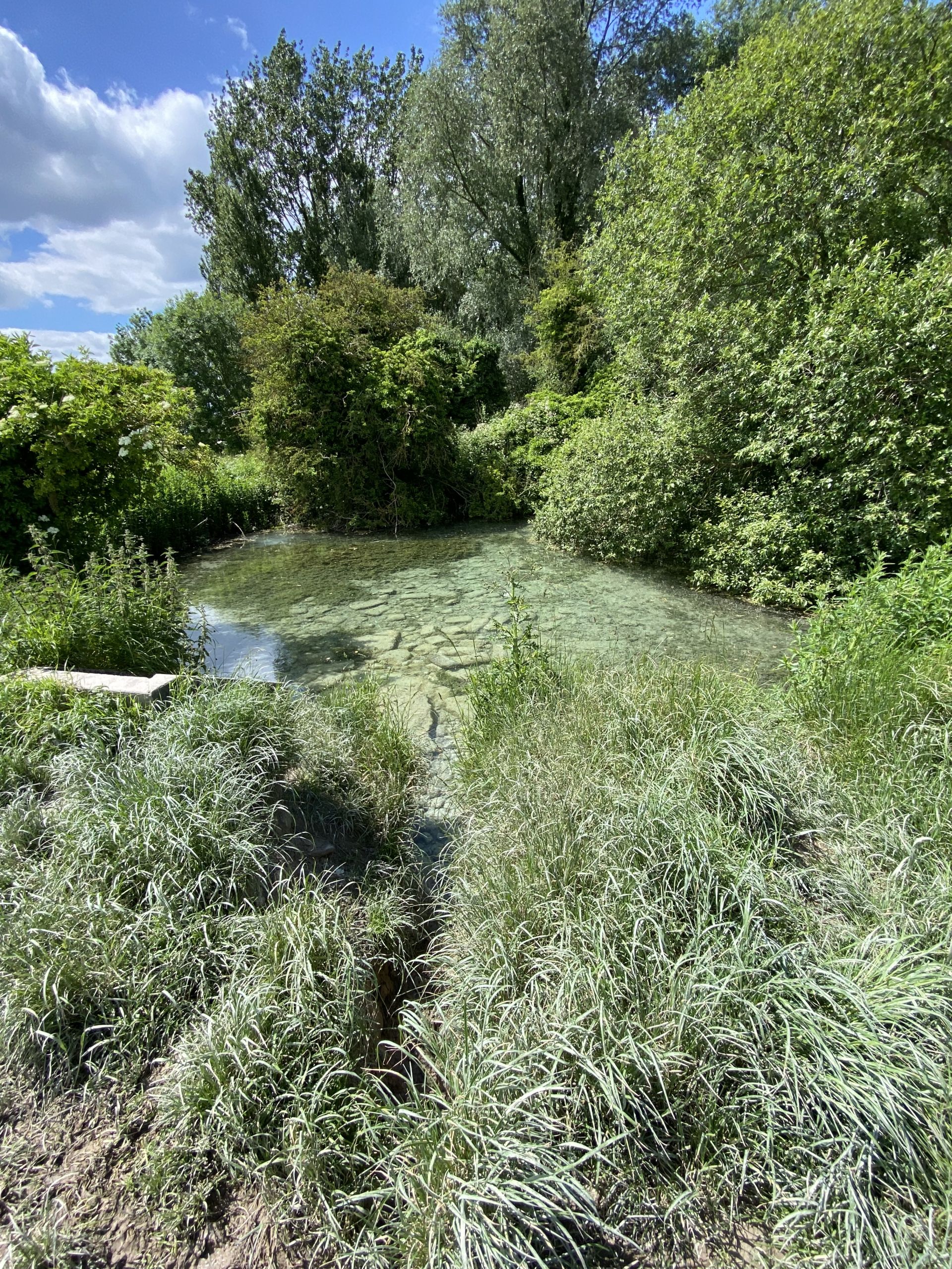 WEllhead springs