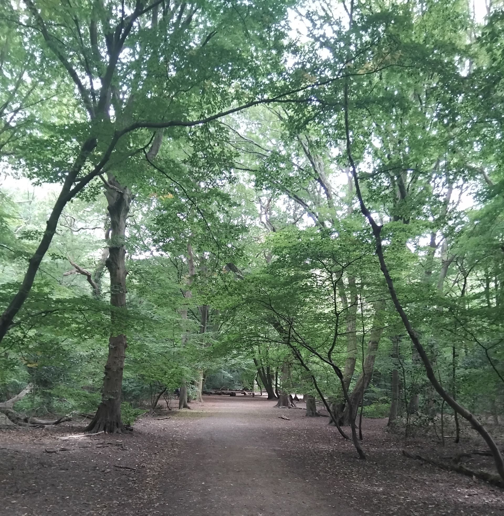 Queen's Wood