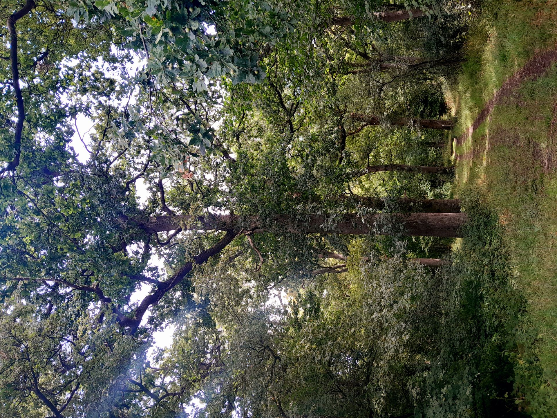 A path through oak trees