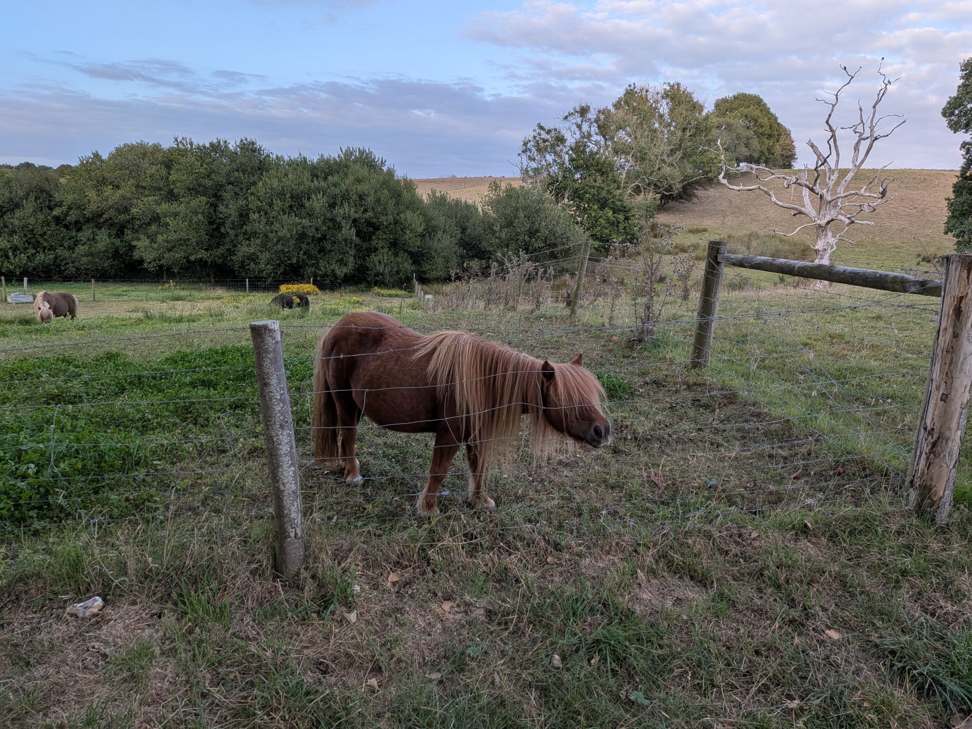 A small pony 