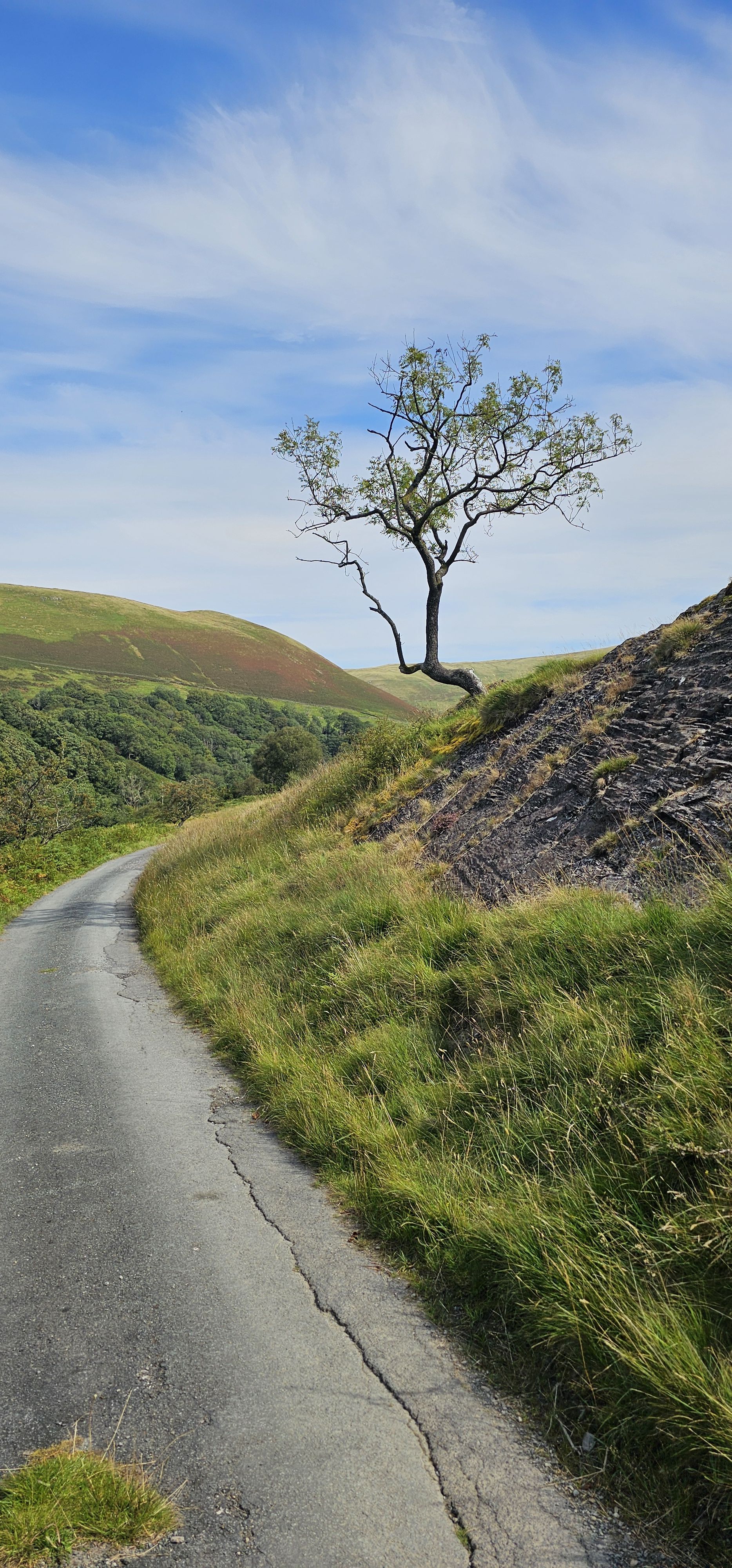 Lune tree