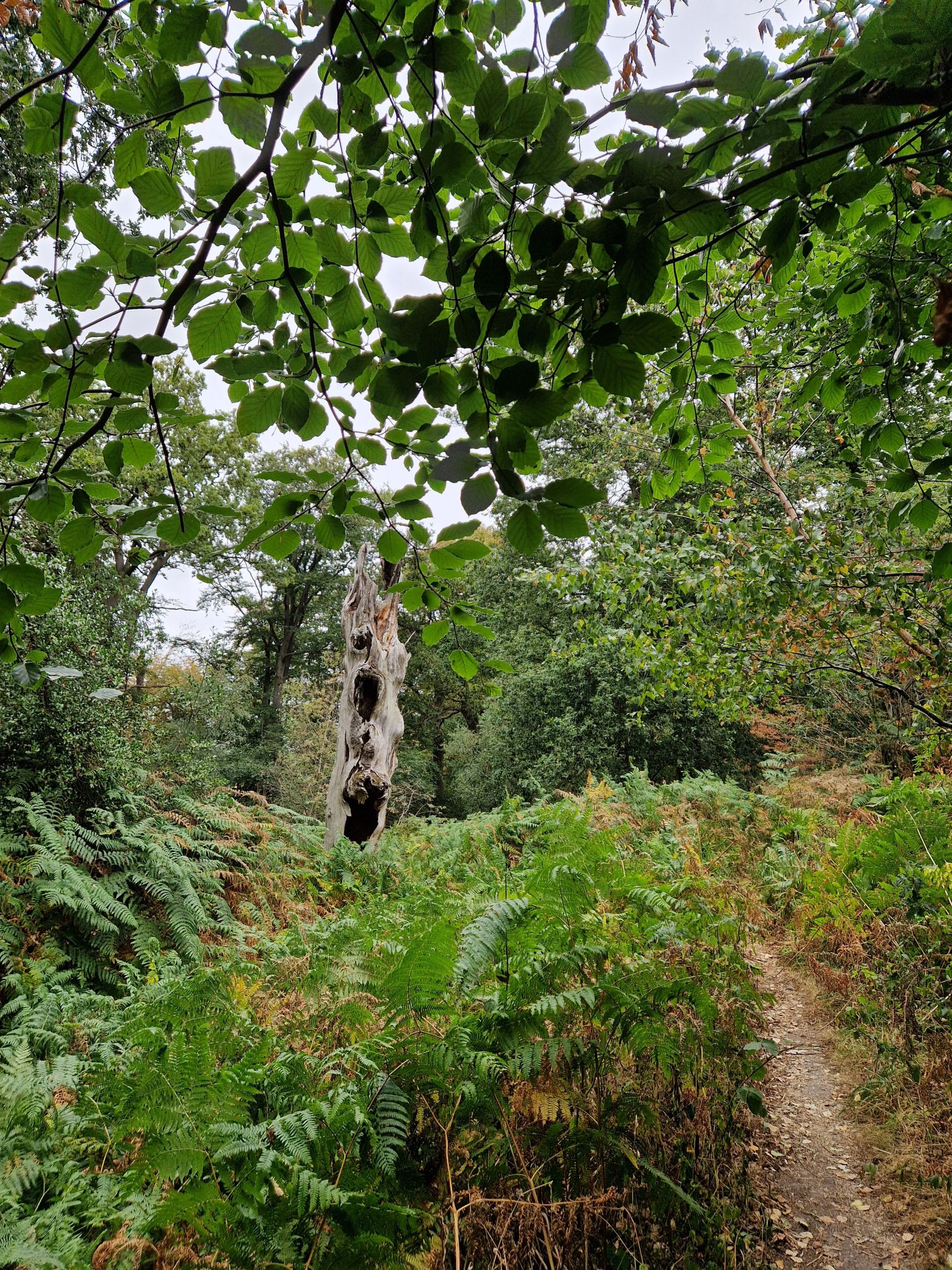 Sentinel of the way