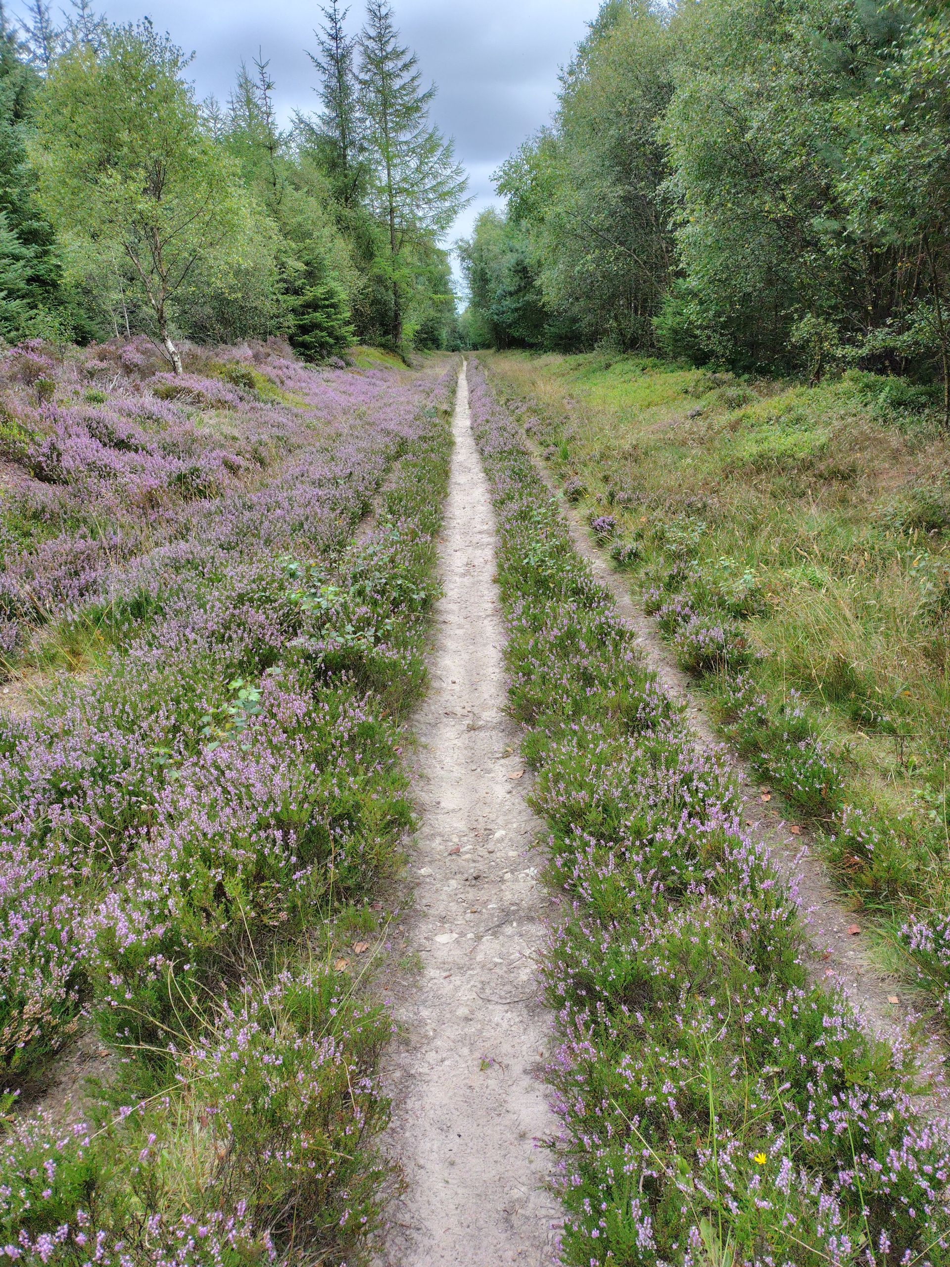 Broxa Forest 