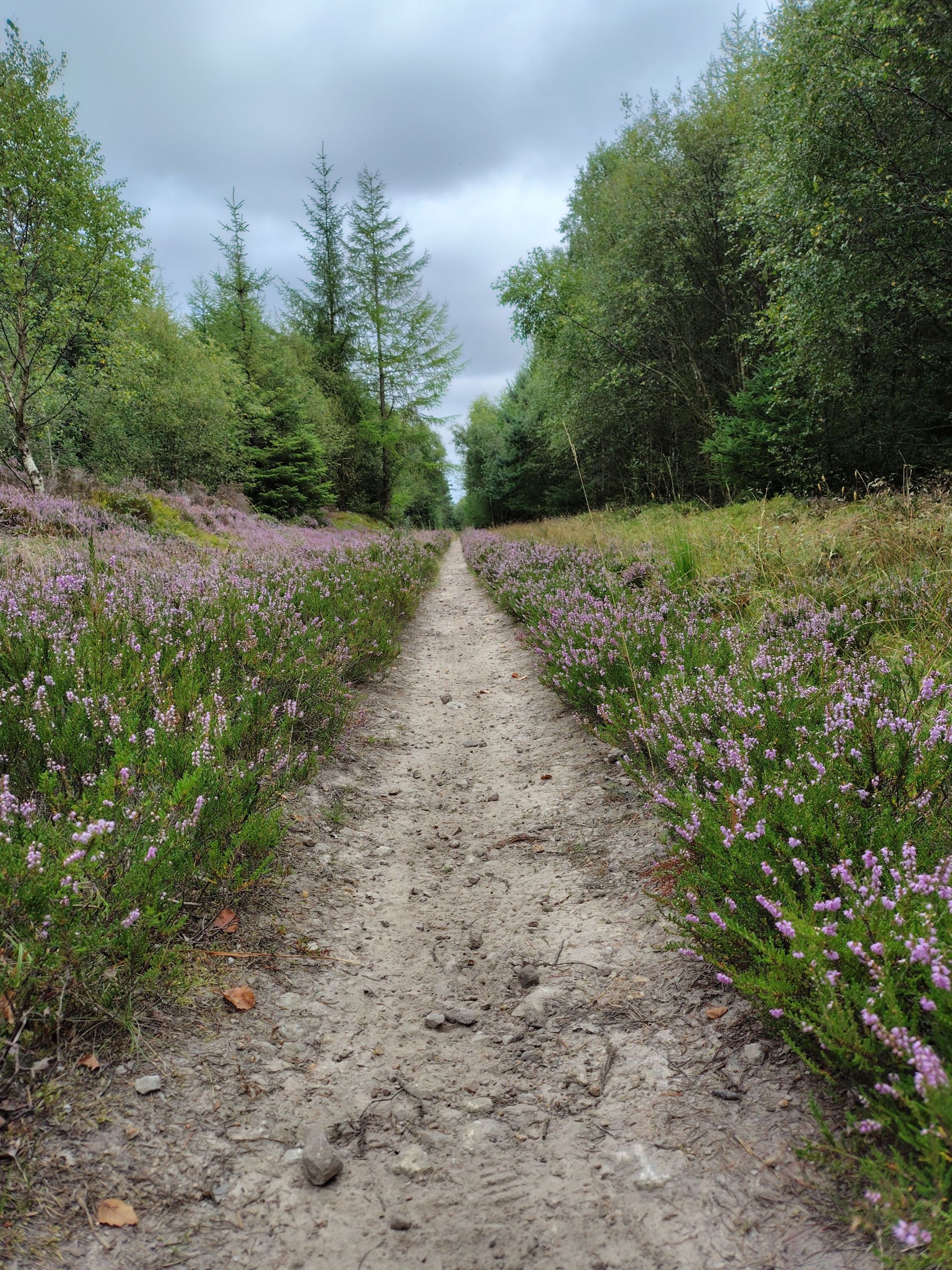 Broxa Forest 