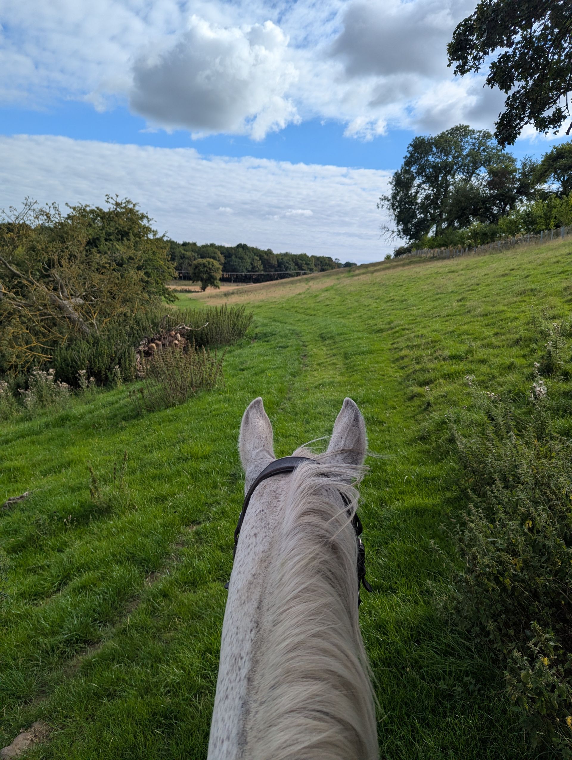 The view through a pair of ears