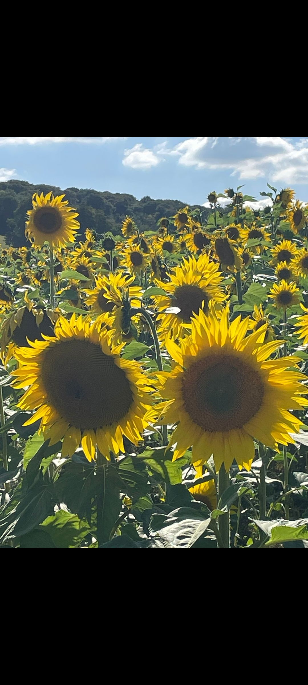 Sunflowers