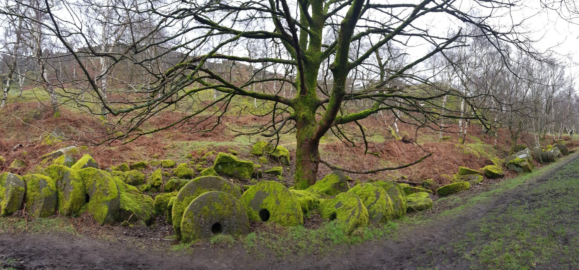 A recent walk
