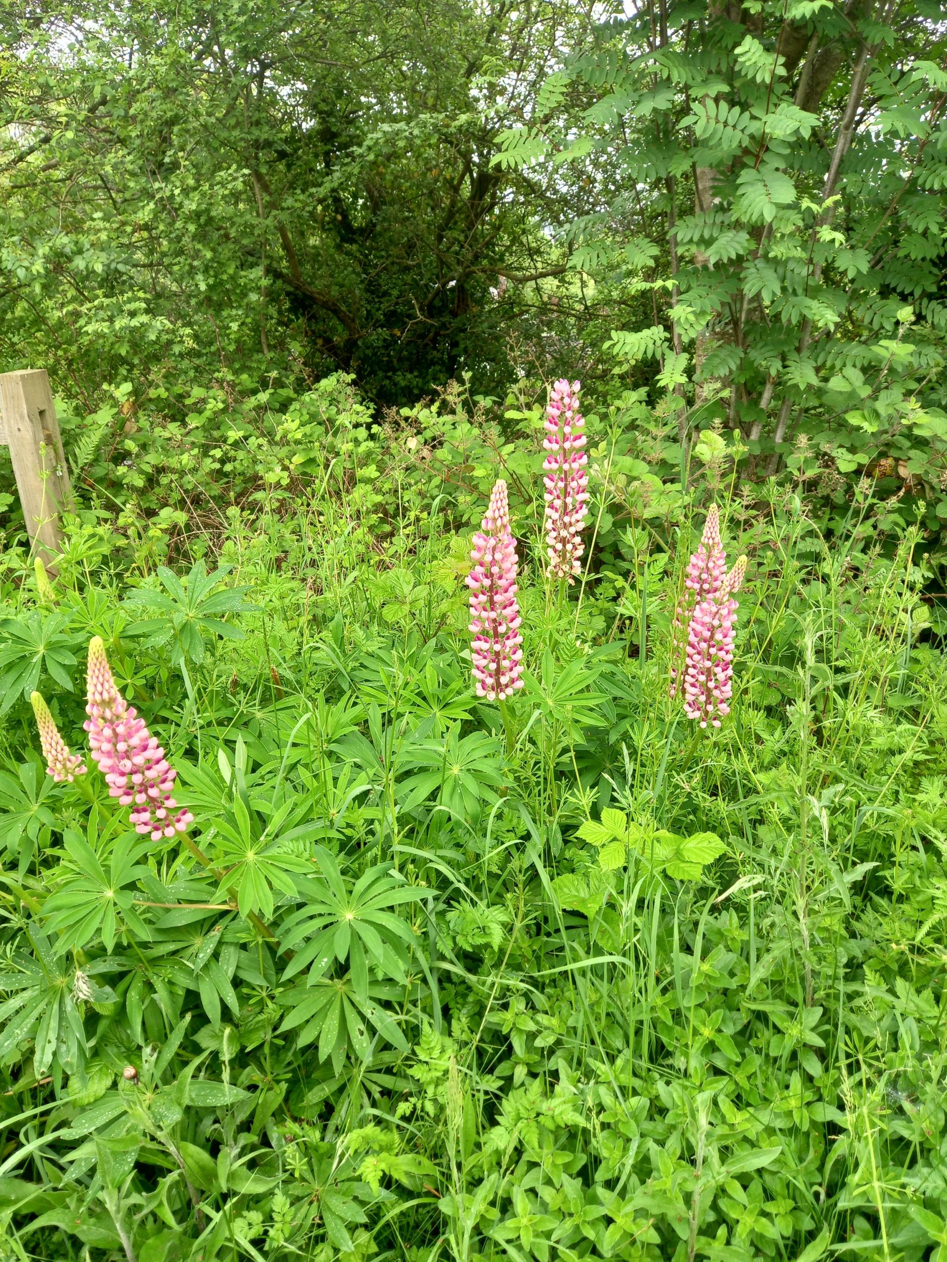 wild lupins
