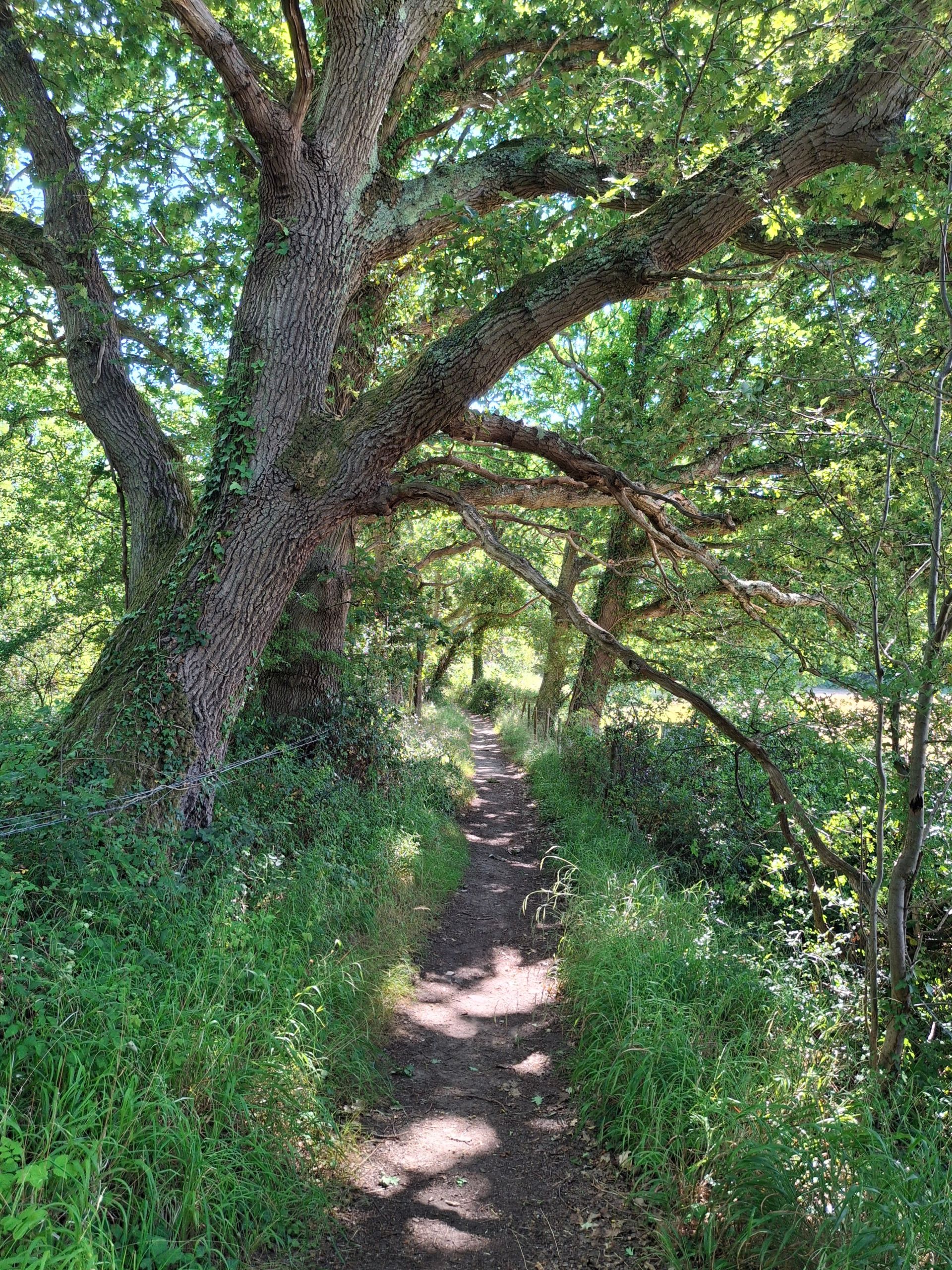 A quiet woodland path between Swanwick and Sarisbury