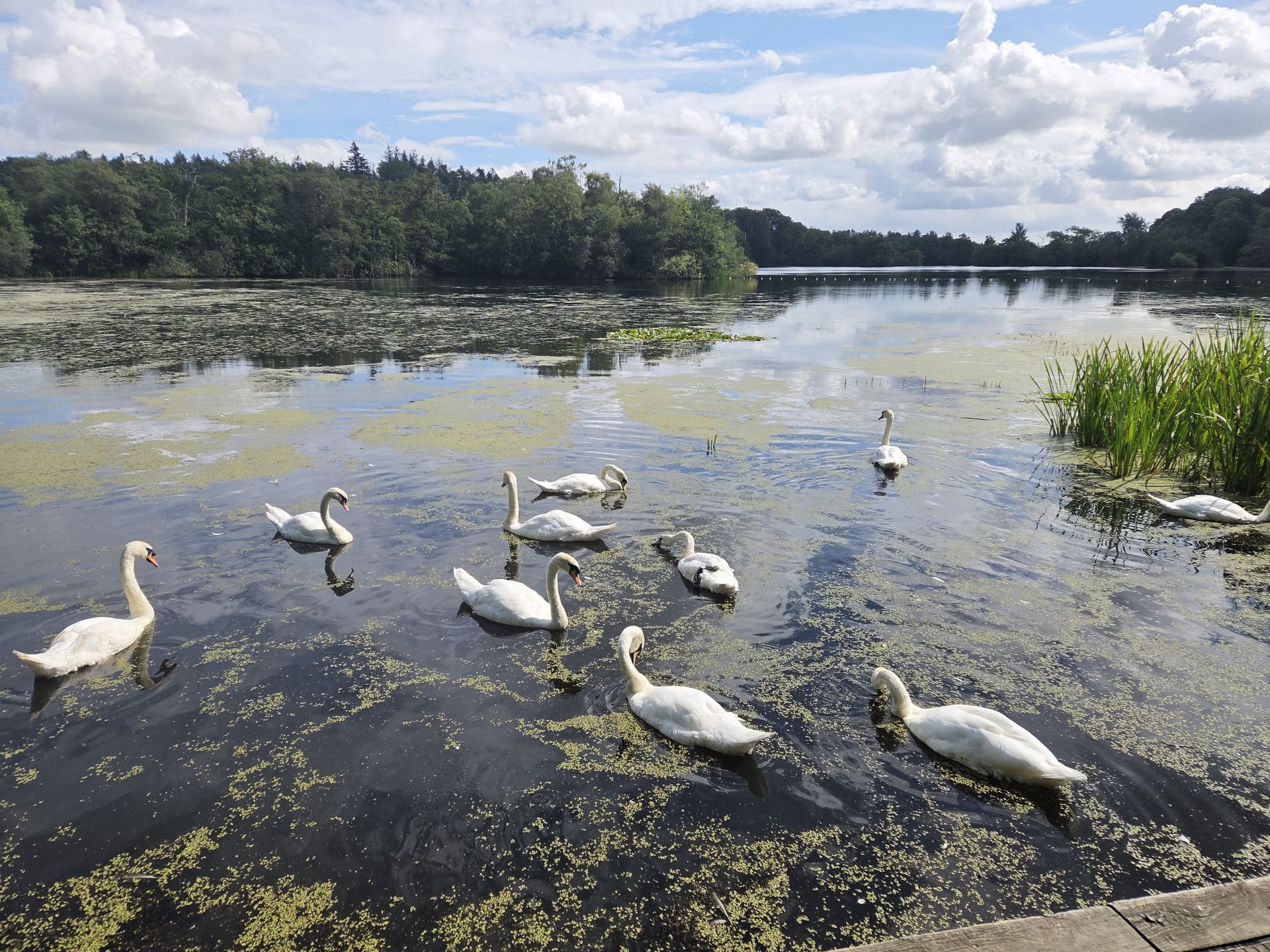 Swans