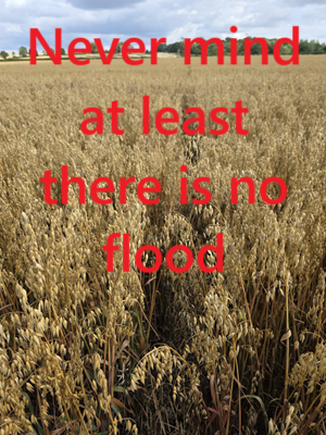 No flood just crops