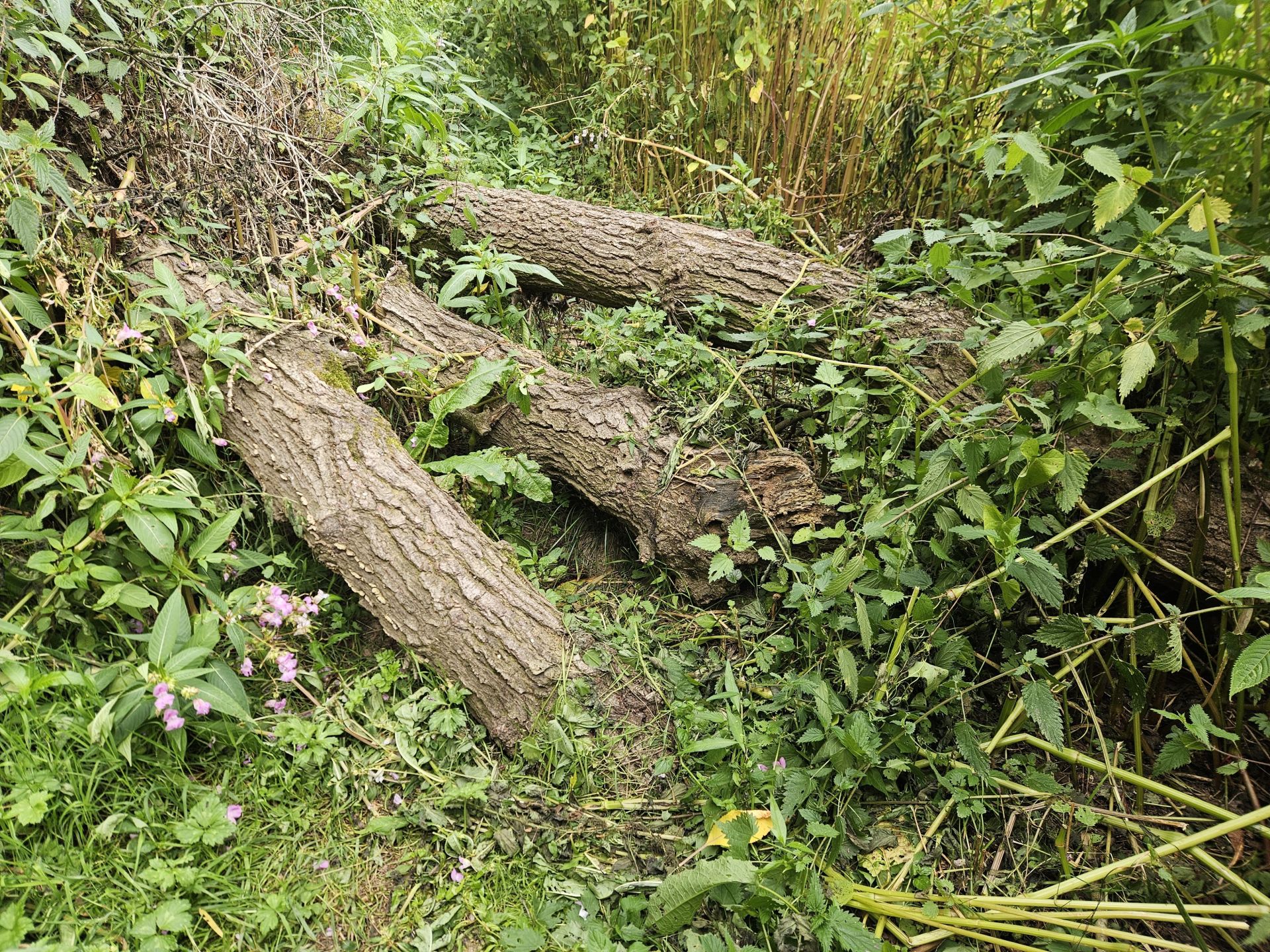 Triple tree obstacle