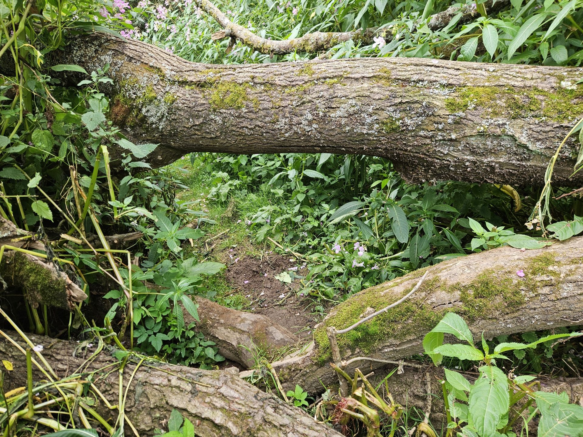 One of the tree obstacles to go under