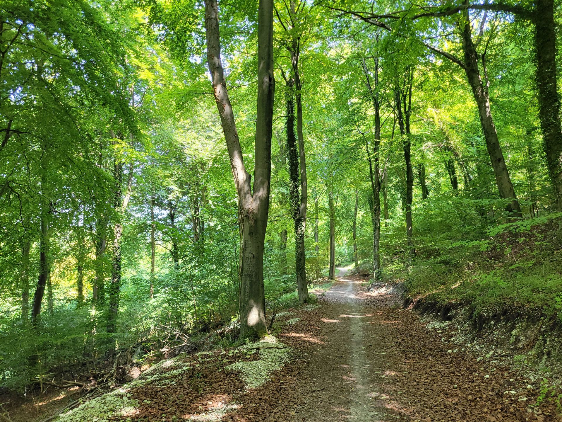 Woods