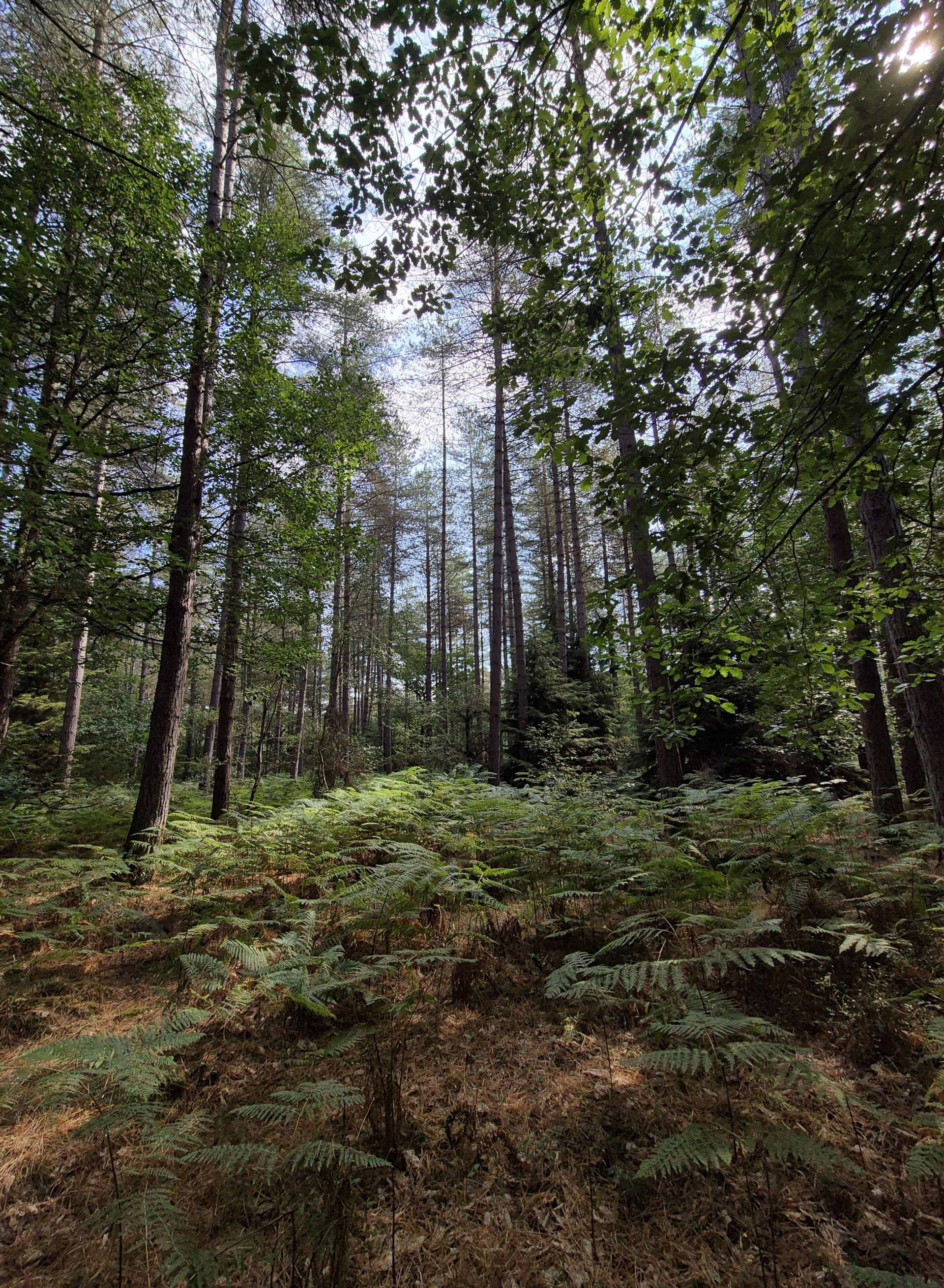 Wyre Forest