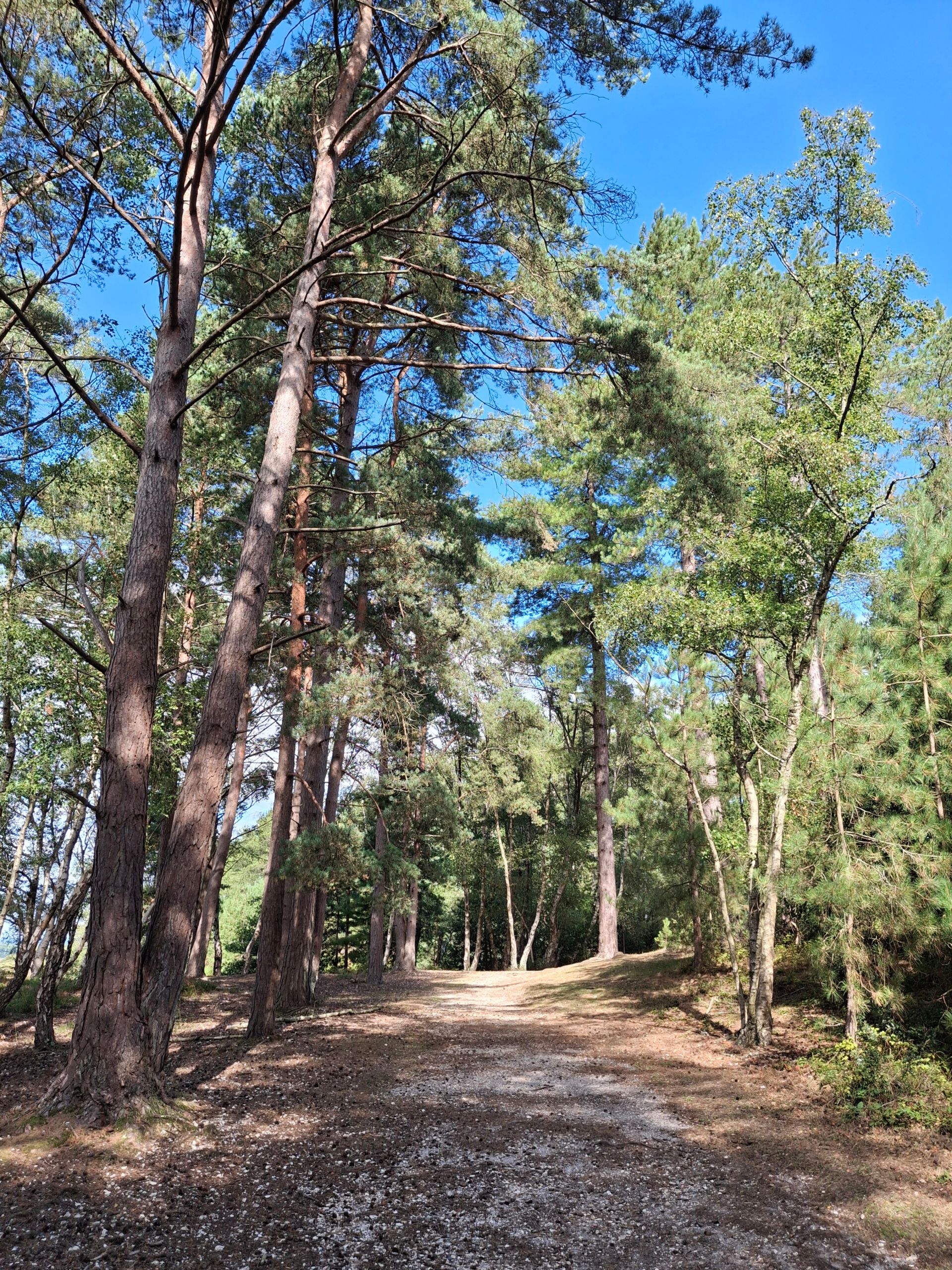 Woodland path heading north from Dibden Inclosure