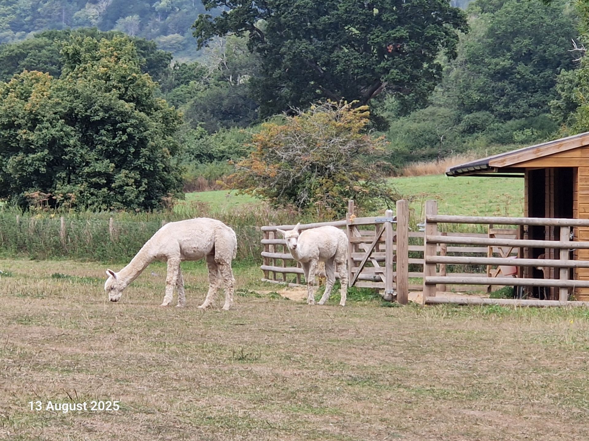 Alpacas