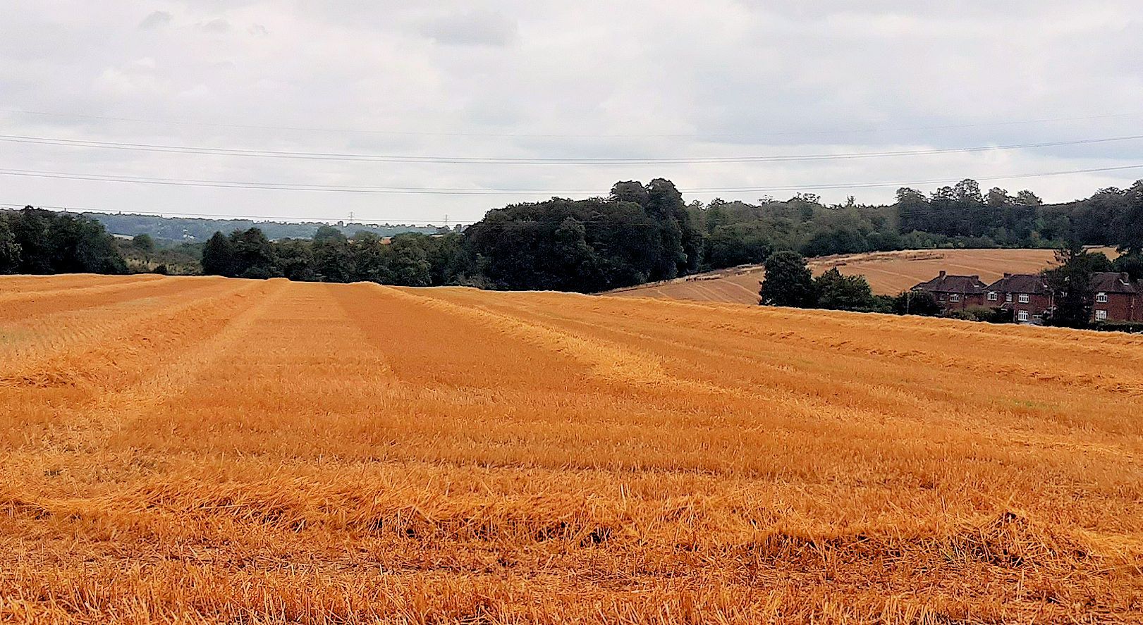 Winchmore Hill Harvest