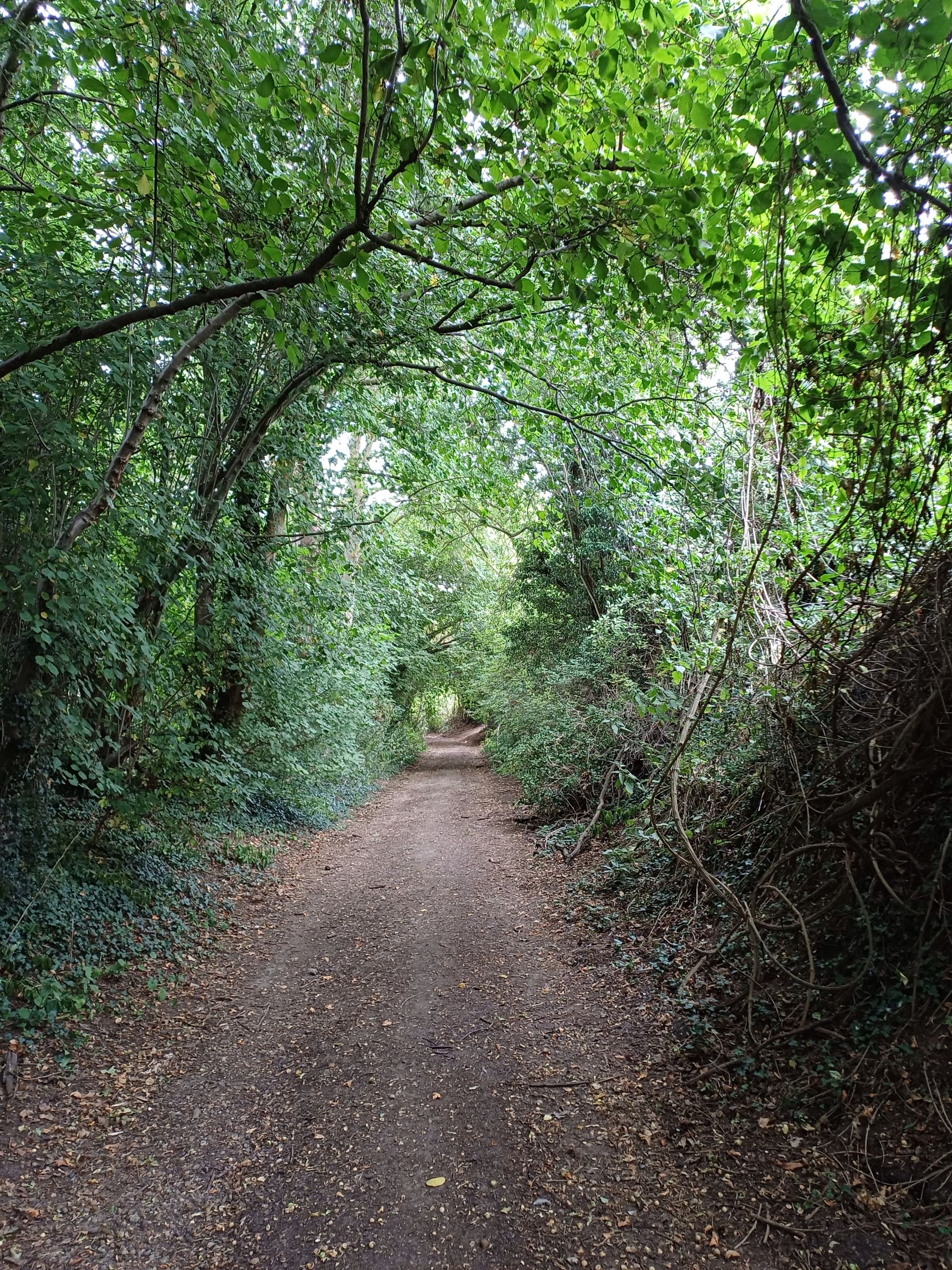 Violets Lane 