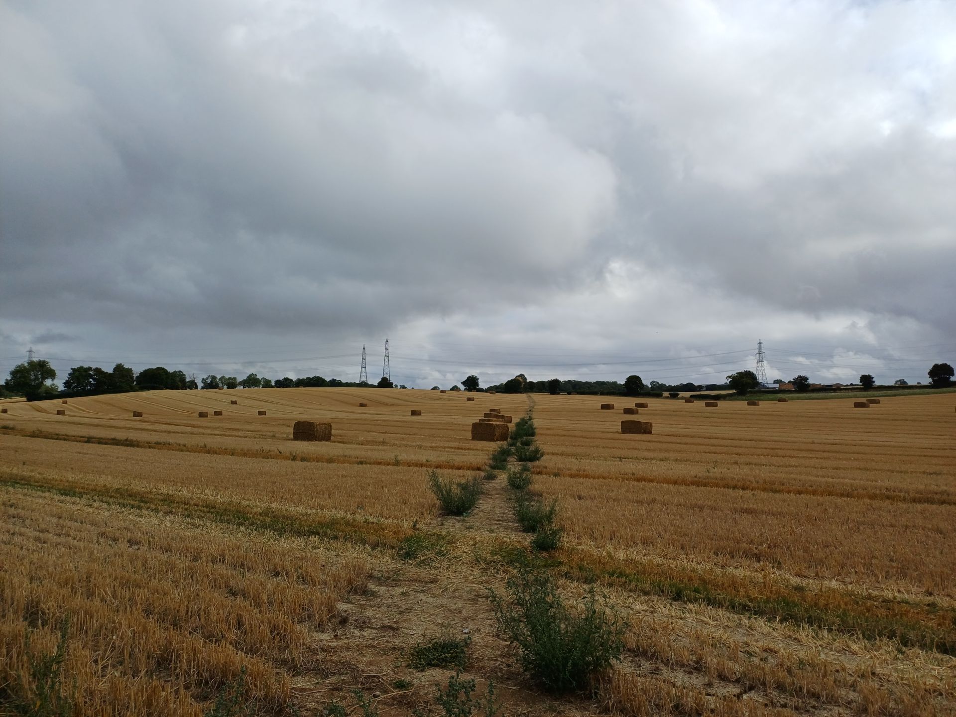 Path over stubble