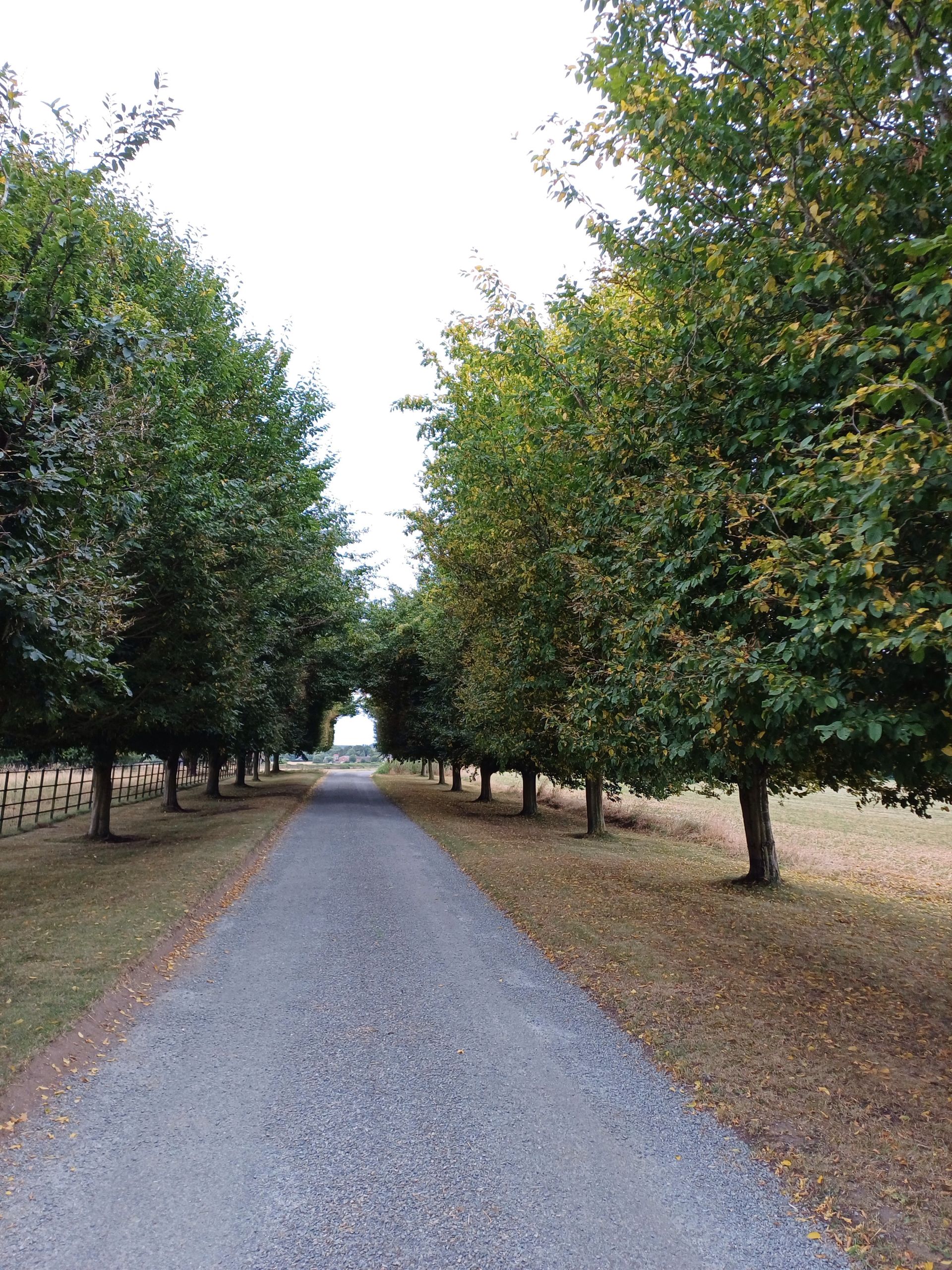 Road between trees