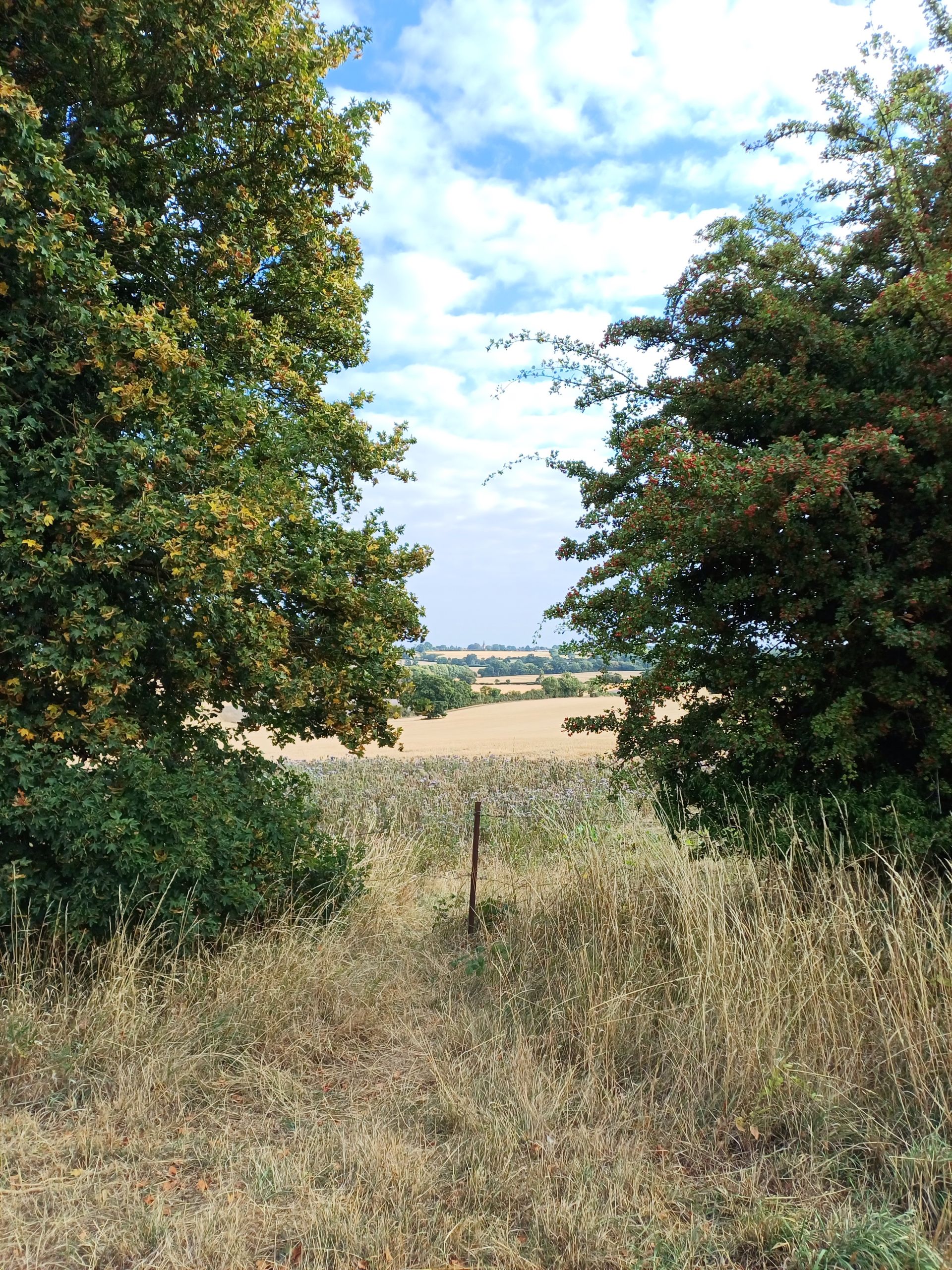 View through trees