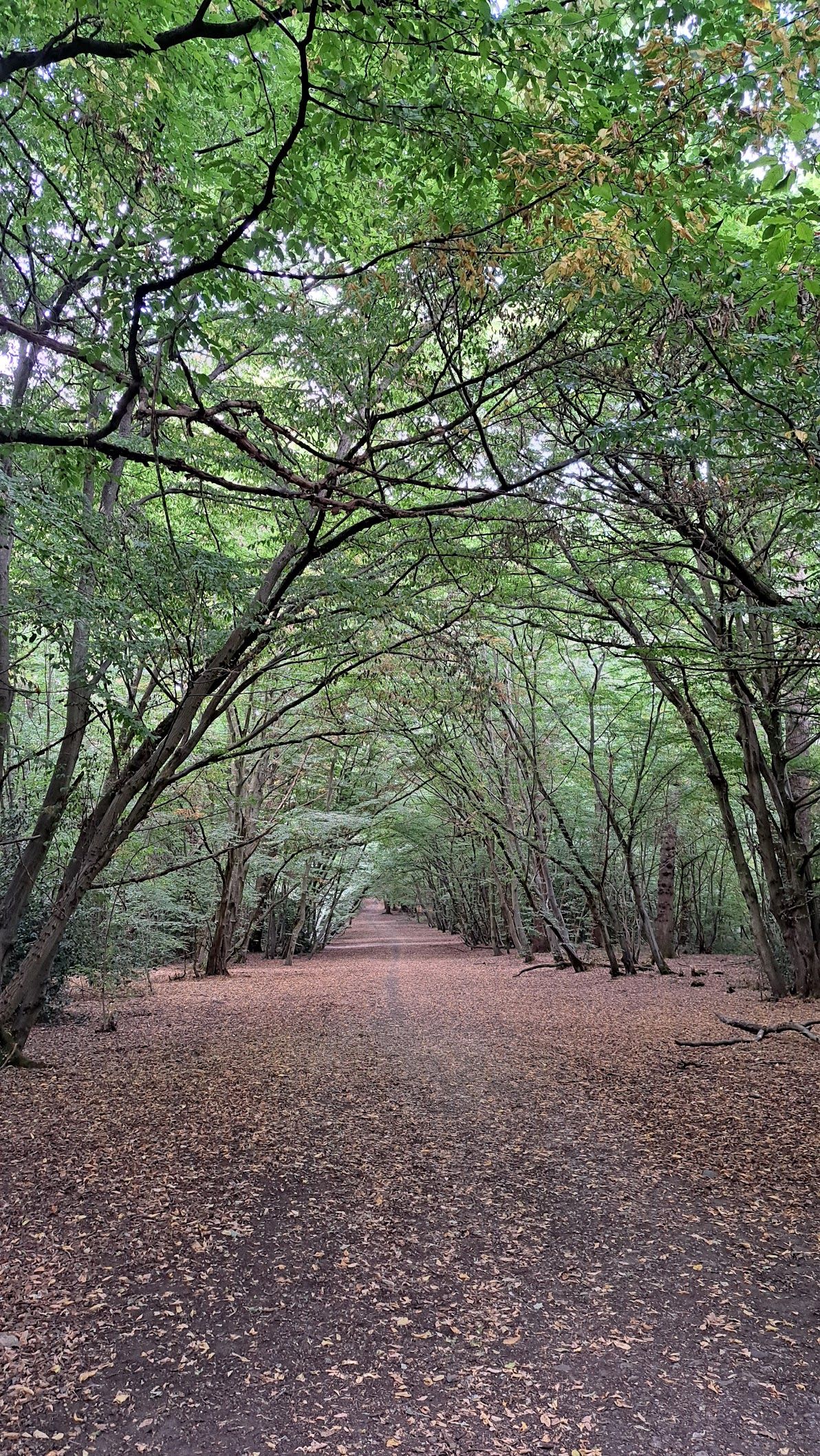 Wide paths in Goldings Wood