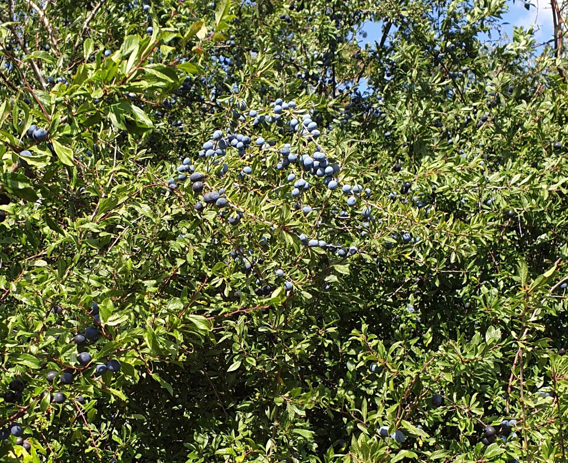 Sloes!
