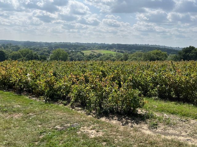Orchards and views