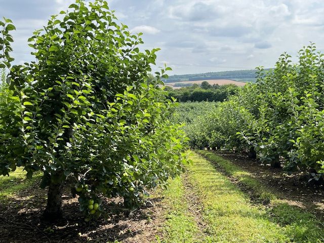 Apple orchard
