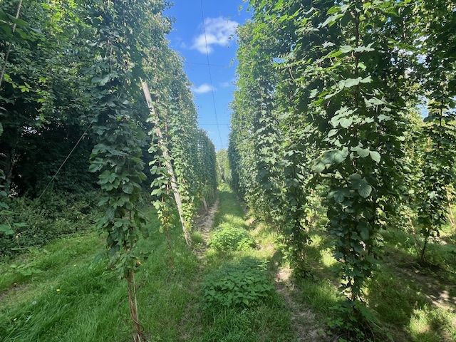 Hop field