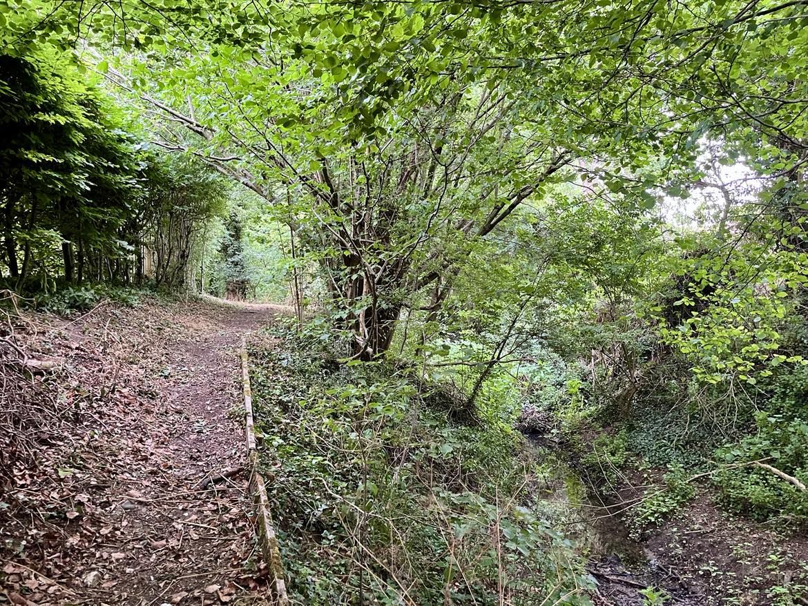 A streamside path through woodland